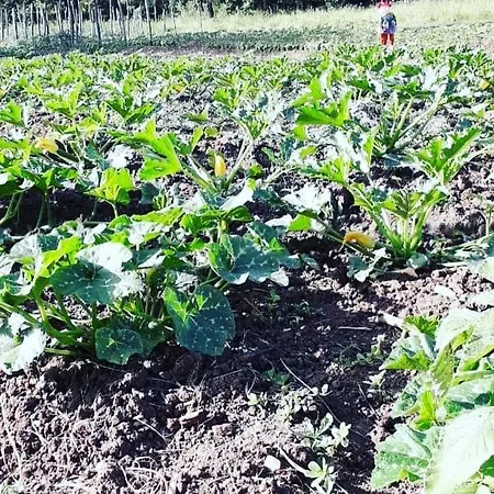 Alojamento de Acomodação e Pequeno-almoço Masseria Boutique Montella